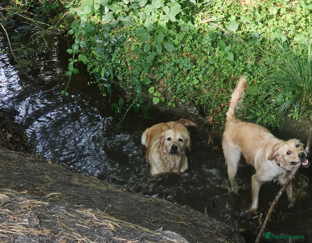 Golden Retriever dogs for sale: Forthcoming long awaited litter - Advert 12