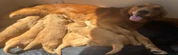Golden Retriever dogs for sale: Male Golden Retriever Pup - Advert 8
