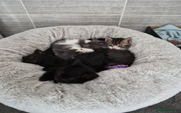 British Shorthair cats for sale: 4 Beautiful kittens - Image 1