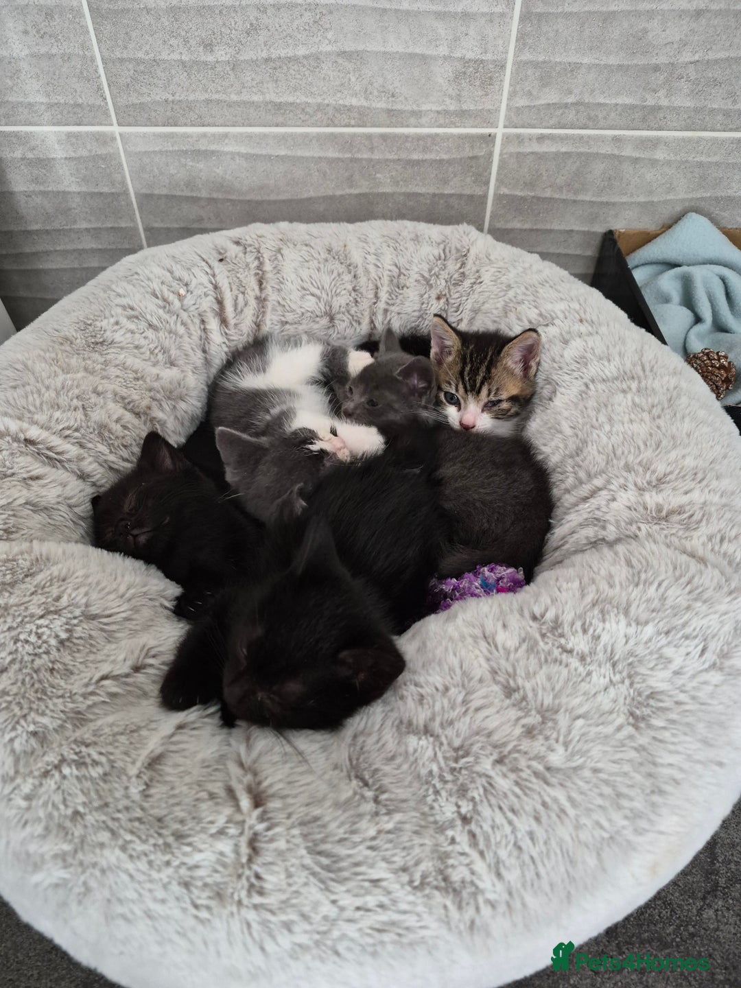 British Shorthair cats for sale: 4 Beautiful kittens - Image 1