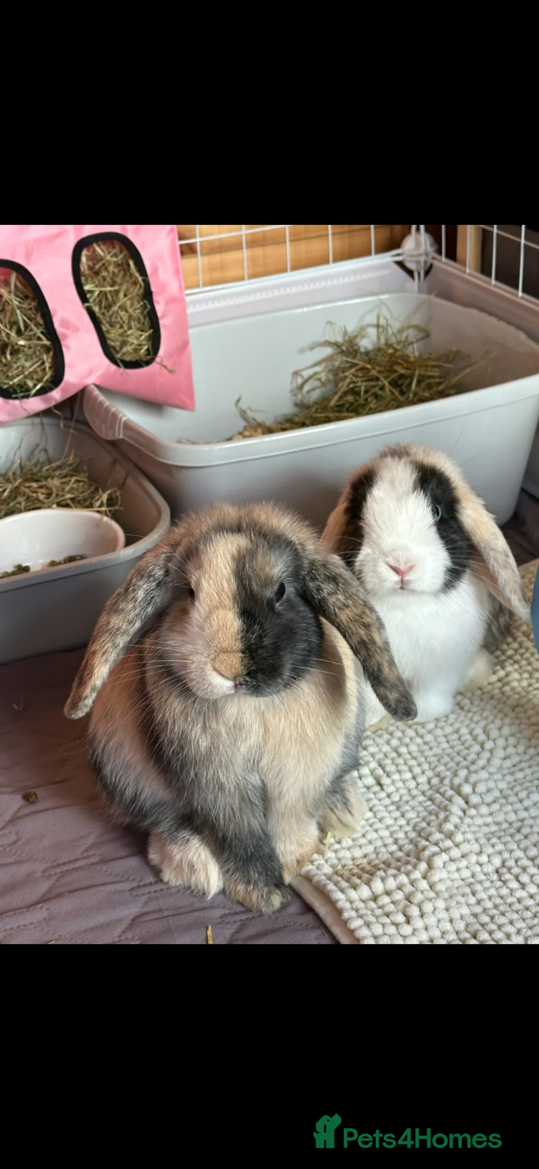Mini Lop rabbits for sale: Ginger & coco  - Advert 1