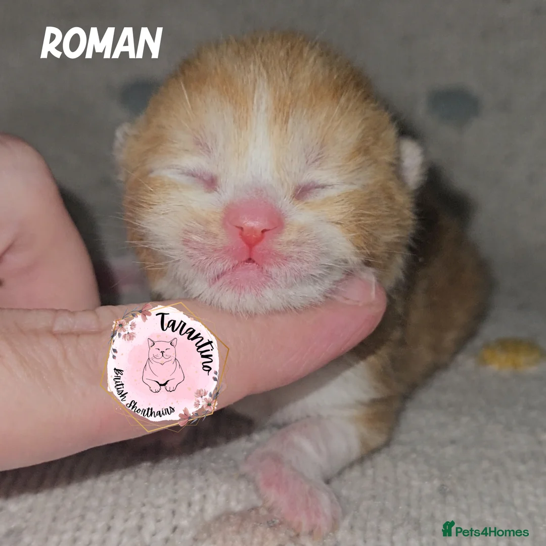 British Shorthair cats for sale: GCCF REGISTERED BRITISH SHORTHAIR KITTENS  - Advert 18