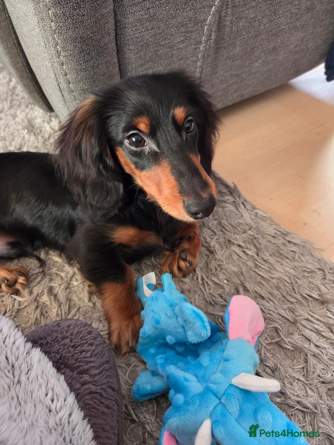 Miniature Dachshund dogs for sale: Miniature longhaired dachshund  in Coventry - Advert 1
