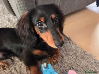 Miniature Dachshund dogs Miniature longhaired dachshund - Advert 7