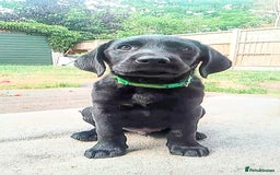 Labrador Retriever dogs for sale: Quality Black Labrador Retrievers - Image 1