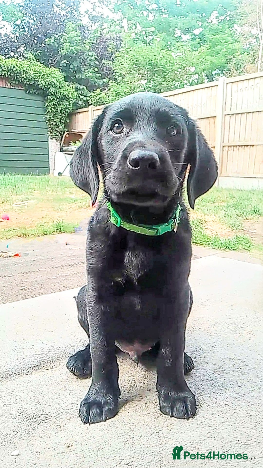 Labrador Retriever dogs for sale: Quality Black Labrador Retrievers - Image 1