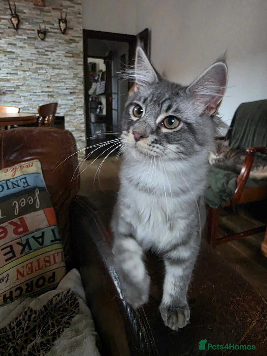 Maine Coon cats for sale: Three beautiful Maine Coon kittens - Advert 8