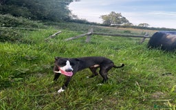 Lurcher dogs for sale: Bitch Lurcher pup  - Image 3