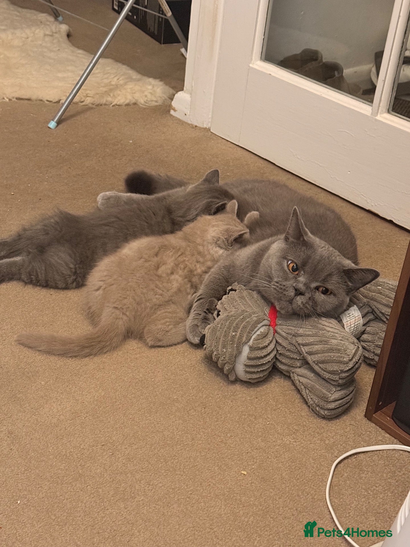 British Shorthair cats Only one British Blue Boy  - Advert 1