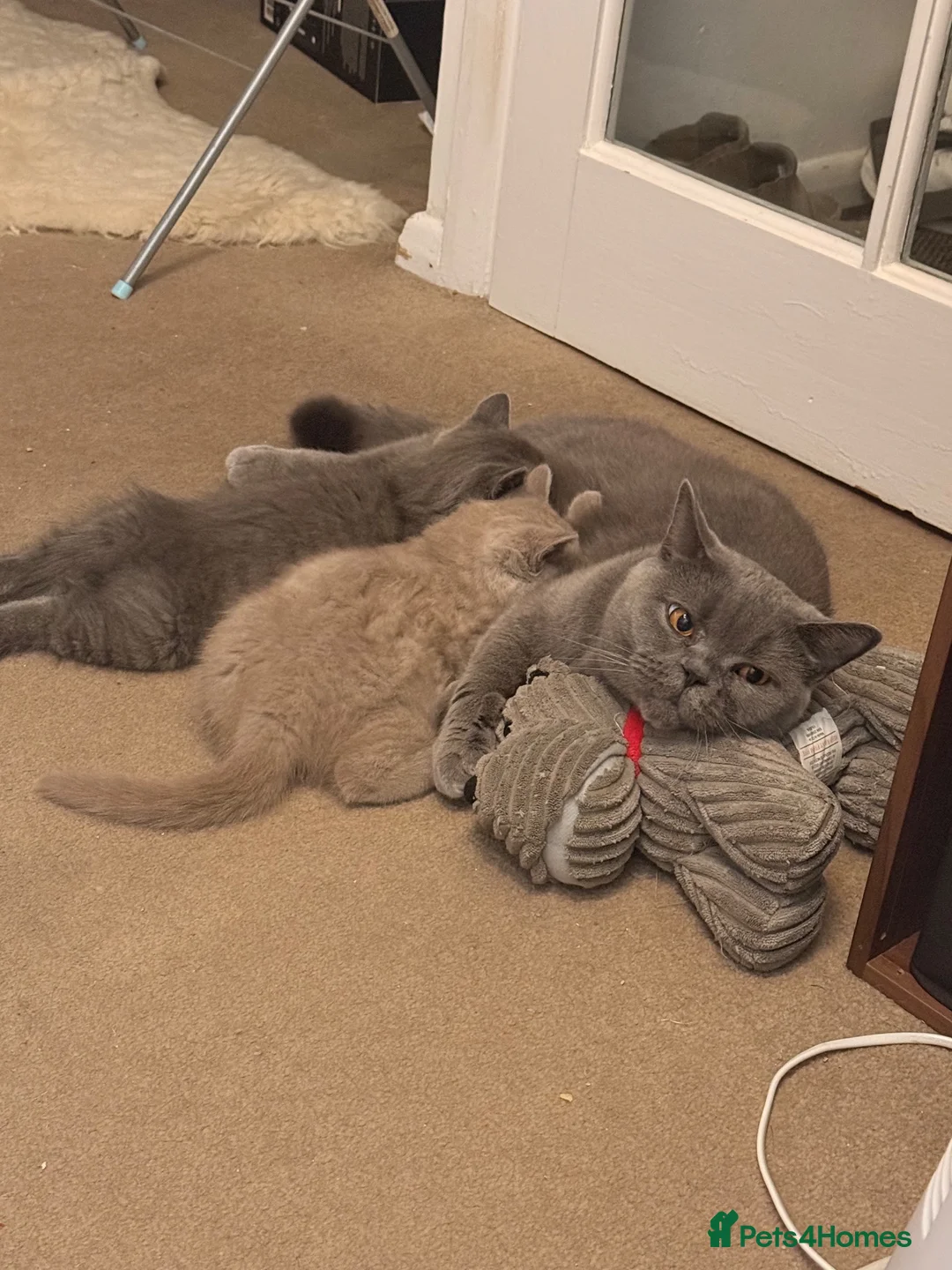 British Shorthair cats for sale: Only one British Blue Boy  in Watford - Advert 1