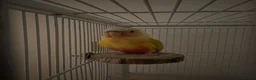 Conures birds for sale: Suncheek Conure Female - Advert 4
