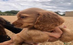 Cocker Spaniel dogs for sale: 3 BOYS 1 GIRL REMAINING  💙💙💙🩷 - Image 12