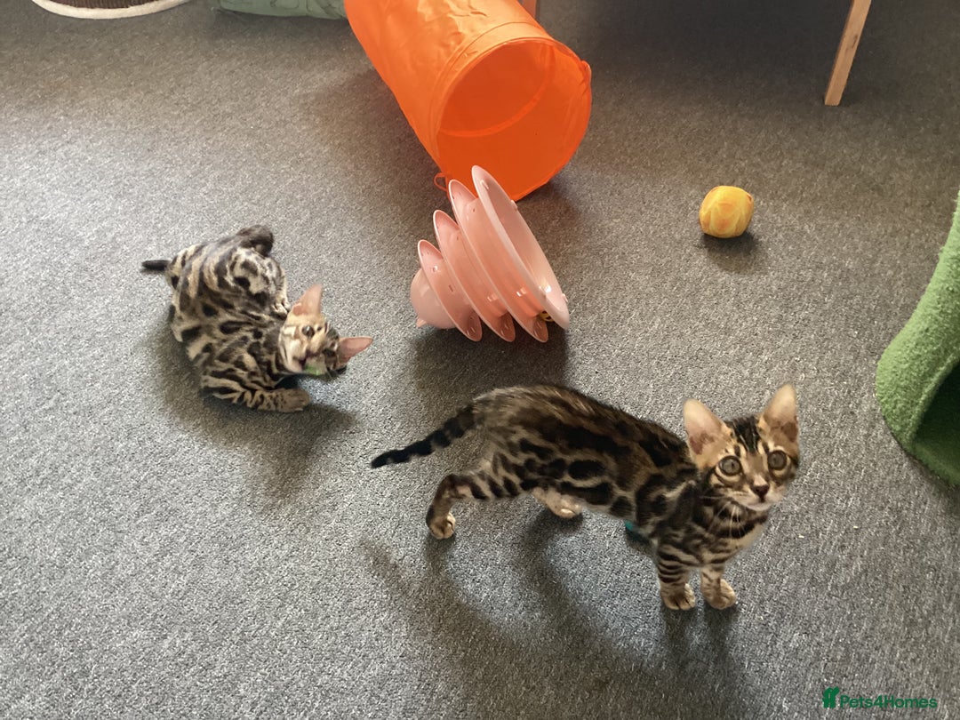 Bengal cats for sale: Bengal kittens READY NOW TICA reg pedigree  in Blandford Forum - Image 20