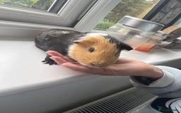 Guinea Pig rodents for sale: 2 male guniepigs and cage   - Image 5