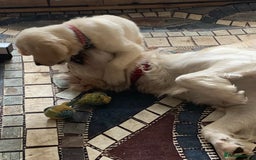 Golden Retriever dogs for sale: Pedigree golden retriever pups - Image 3