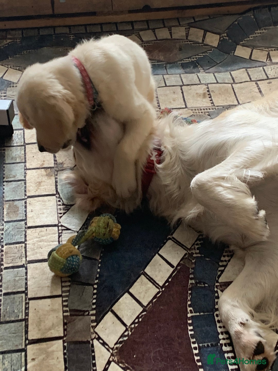 Golden Retriever dogs for sale: Pedigree golden retriever pups - Image 3