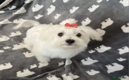 Maltese dogs for sale: KC Reg*Champion Bloodline Maltese Puppy in Wakefield - Image 4