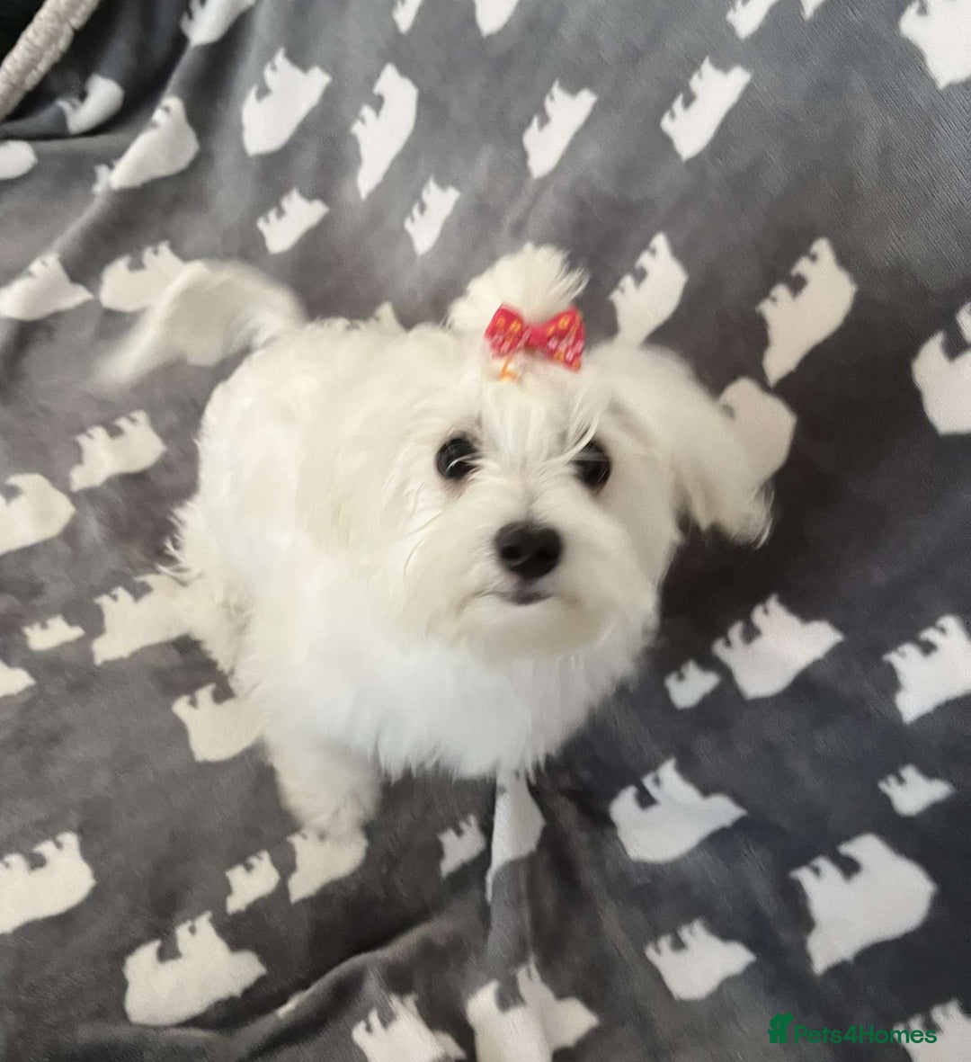 Maltese dogs for sale: KC Reg*Champion Bloodline Maltese Puppy in Wakefield - Image 4