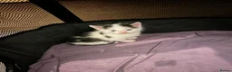 Turkish Van cats for sale: 5 gorgeous kittens ready now - Advert 3