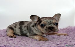 French Bulldog dogs for sale: Fluffy french bulldogs carrying Pink & Testable  - Image 5