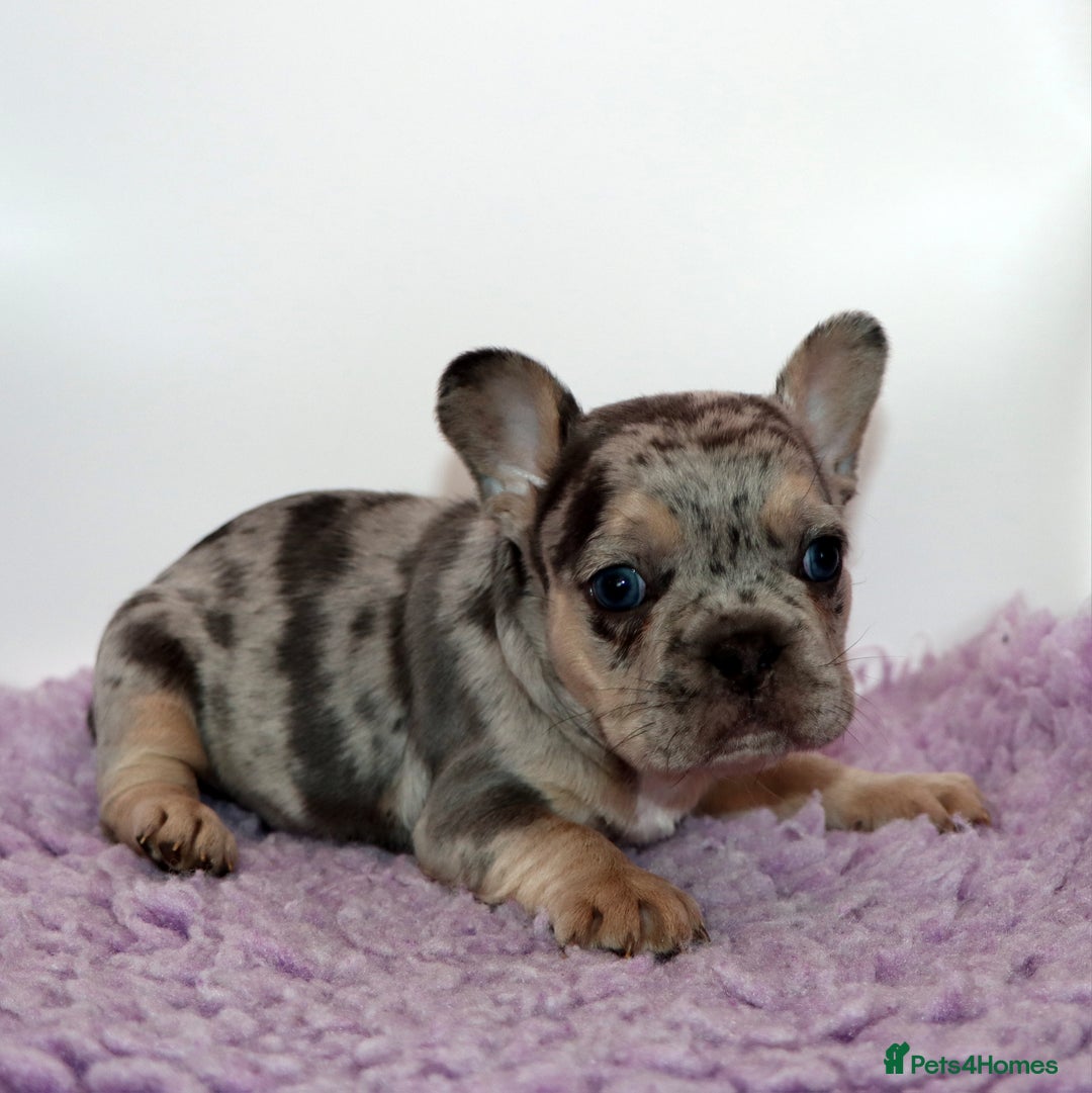 French Bulldog dogs for sale: Fluffy french bulldogs carrying Pink & Testable  - Image 5