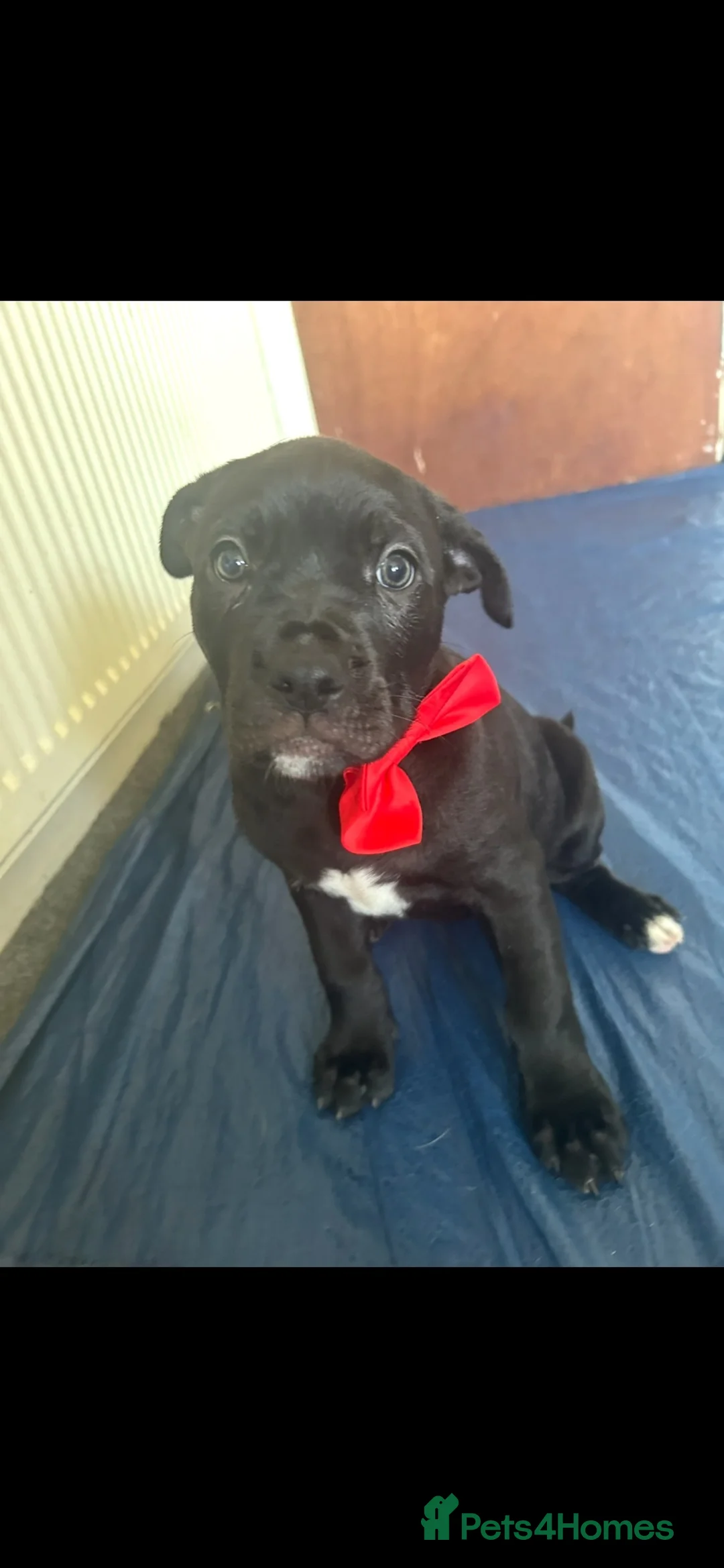 Mixed Breed dogs for sale: Mastiff X olde English Bulldog Pups  - Advert 2