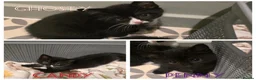 Mixed Breed cats for sale: 6 loving kittens looking for Forever homes  - Advert 10