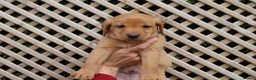 Labrador Retriever dogs for sale: Beautiful KC Registered Labrador Puppies - Advert 19