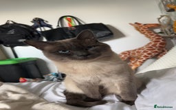 Siamese cats for sale: Ragdoll x Siamese cat - Advert 2