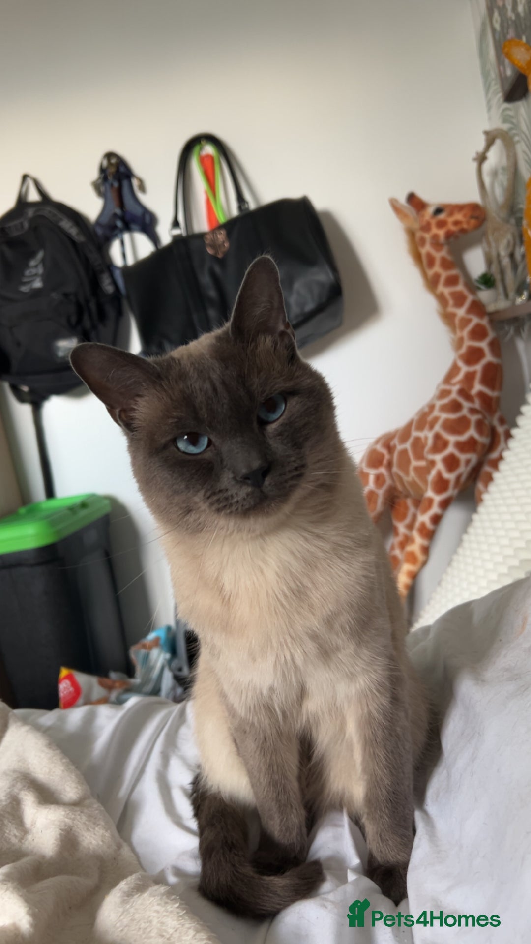 Siamese cats for sale: Ragdoll x Siamese cat - Advert 2