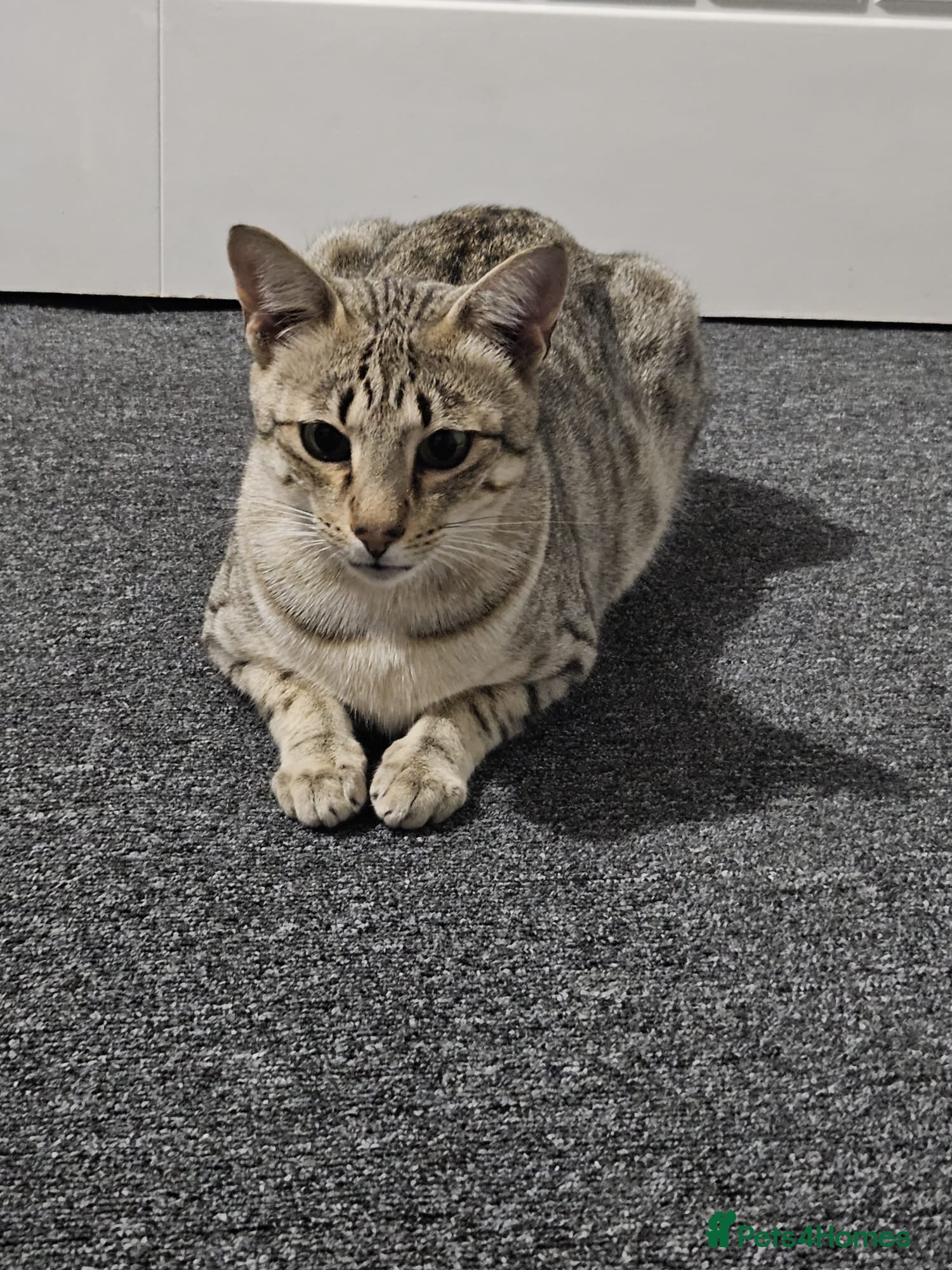 Savannah cats F4 Savannah Breeding Queen - Advert 2