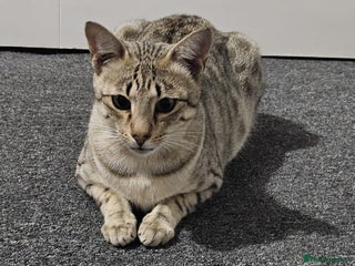 Savannah cats F4 Savannah Breeding Queen - Advert 15