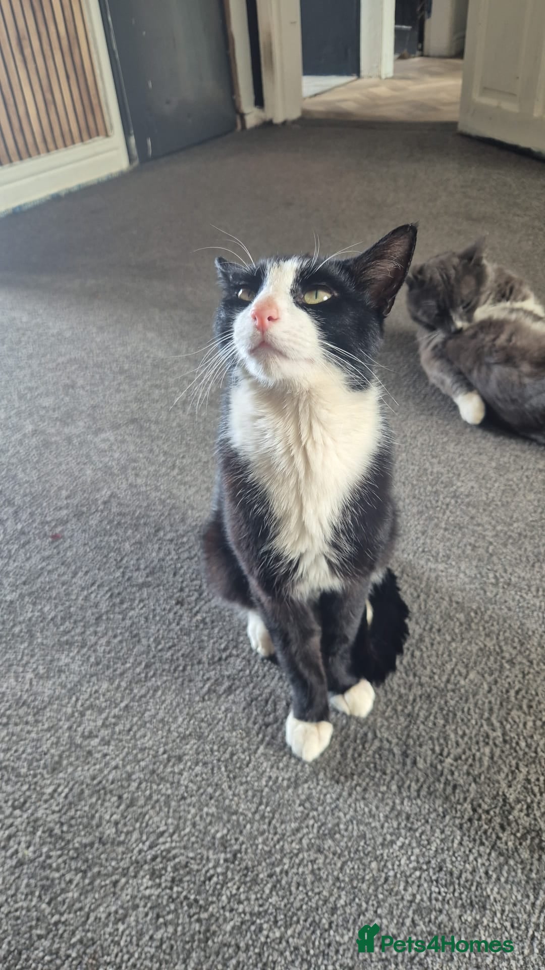 Mixed Breed cats ***BLUE***SUTTY*** - Advert 1
