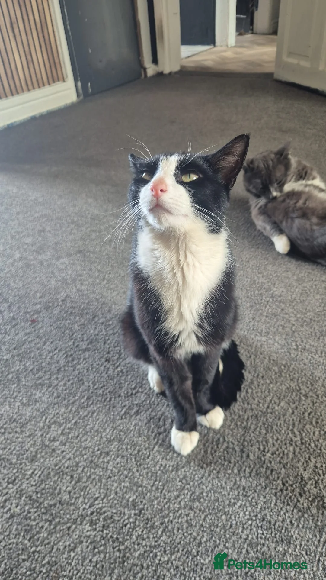 Mixed Breed cats for adoption: ***BLUE***SUTTY*** - Advert 1