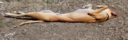 Lurcher dogs for sale: Large breed lurcher - Advert 5