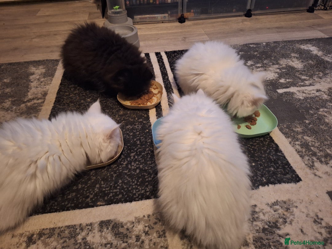 Mixed Breed cats for sale: Persian X Ragdoll Kittens Ready For Forever Homes! - Advert 12