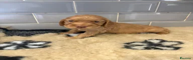 Cocker Spaniel 6