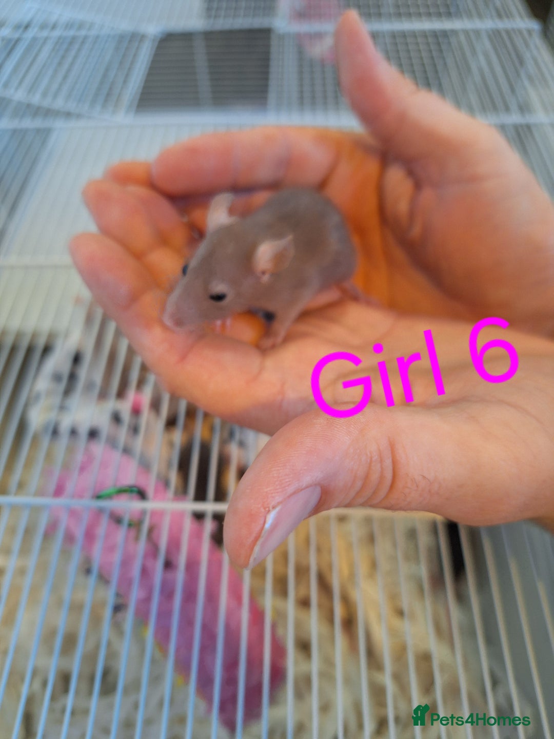 Rat rodents for sale: Baby fancy rats male and female available  - Image 11