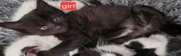 Mixed Breed cats for sale: 4 kittens  in London - Advert 4