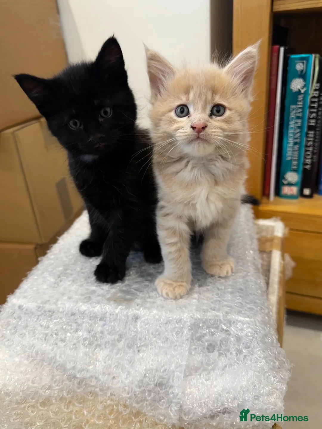 Maine Coon cats for sale: Maine Coon X kittens - Oxfordshire in Oxford - Advert 1