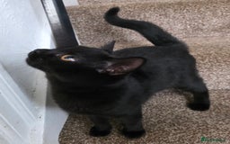 Mixed Breed cats for sale: LEFT ONE GIRL Beautiful Mixed British SH Kitten - Image 2