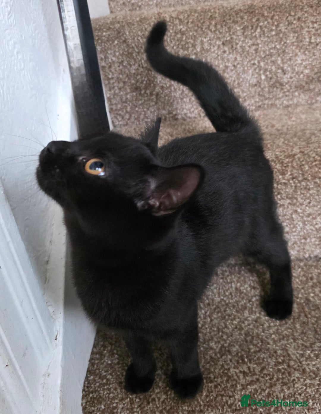 Mixed Breed cats for sale: LEFT ONE GIRL Beautiful Mixed British SH Kitten - Image 2