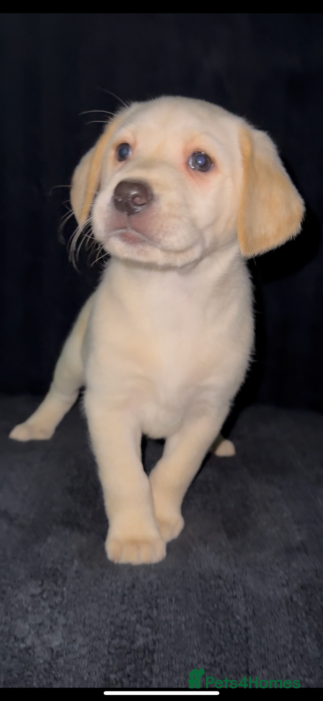 Labrador Retriever dogs for sale: ⭐️5 ADORABLE LABRADOR PUPPIES⭐️ - Advert 15