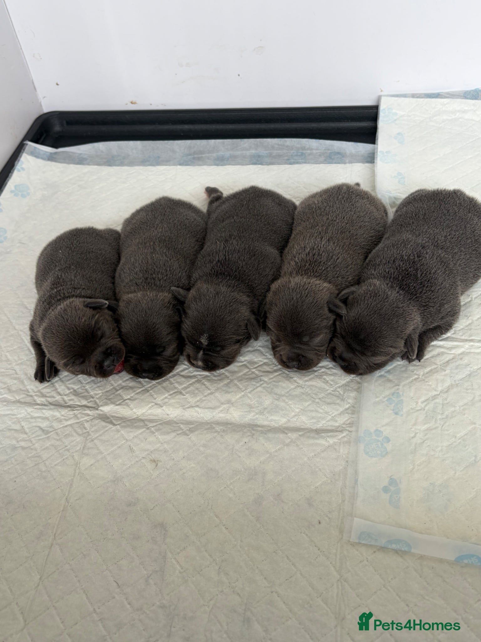Staffordshire Bull Terrier dogs Beautiful Blue KC reg staff pups - Advert 19