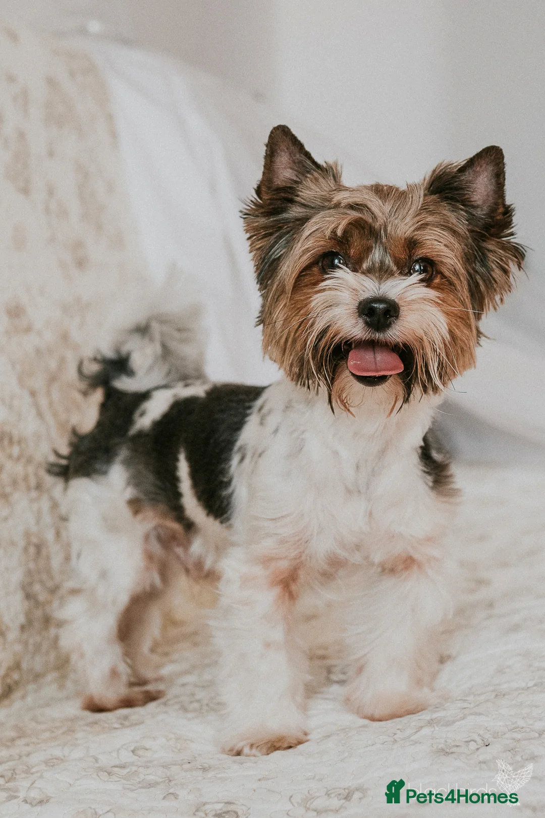 Biewer Terrier dogs for sale: Pure Biewer terriers looking new homes  - Advert 4