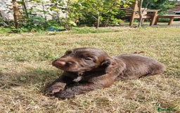 Cocker Spaniel dogs for sale: KC registered cocker spaniels - Image 16