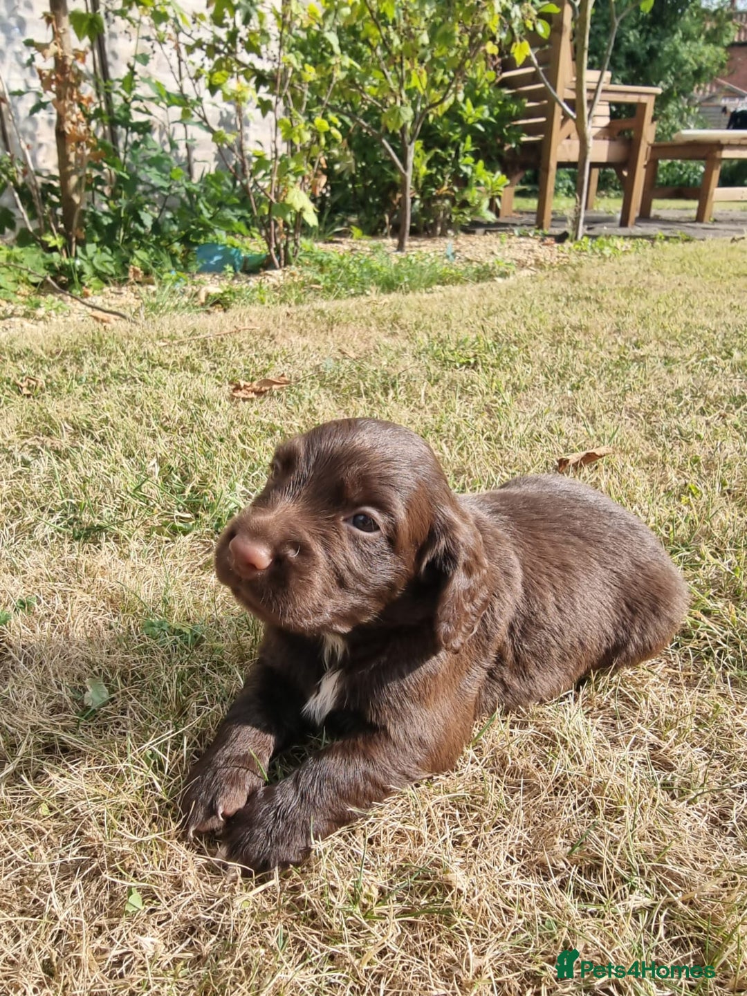 Cocker Spaniel dogs for sale: KC registered cocker spaniels - Image 16