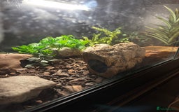 Gecko reptiles for sale: Leopard gecko with enclosure  - Advert 2