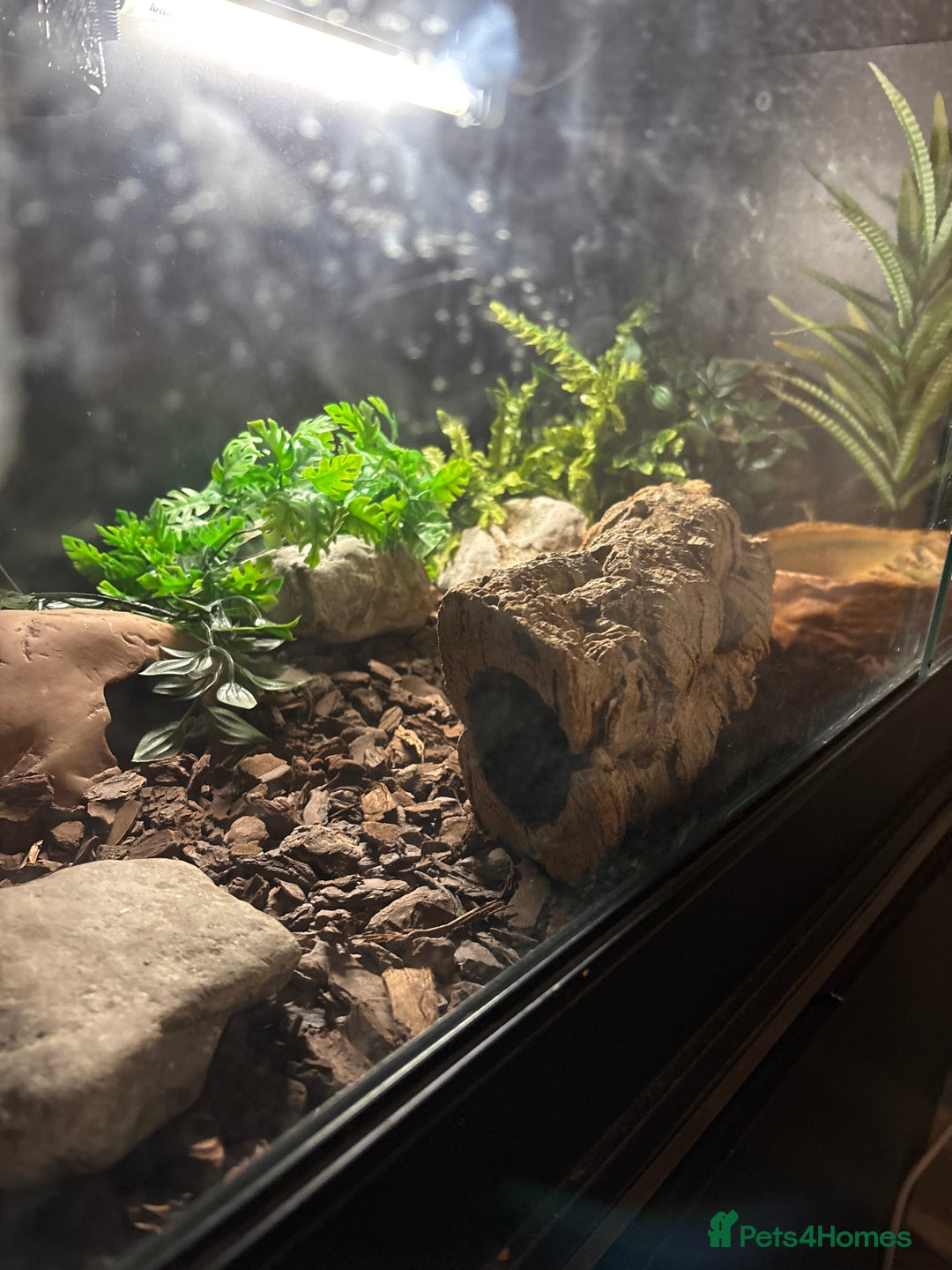 Gecko reptiles for sale: Leopard gecko with enclosure  - Advert 2