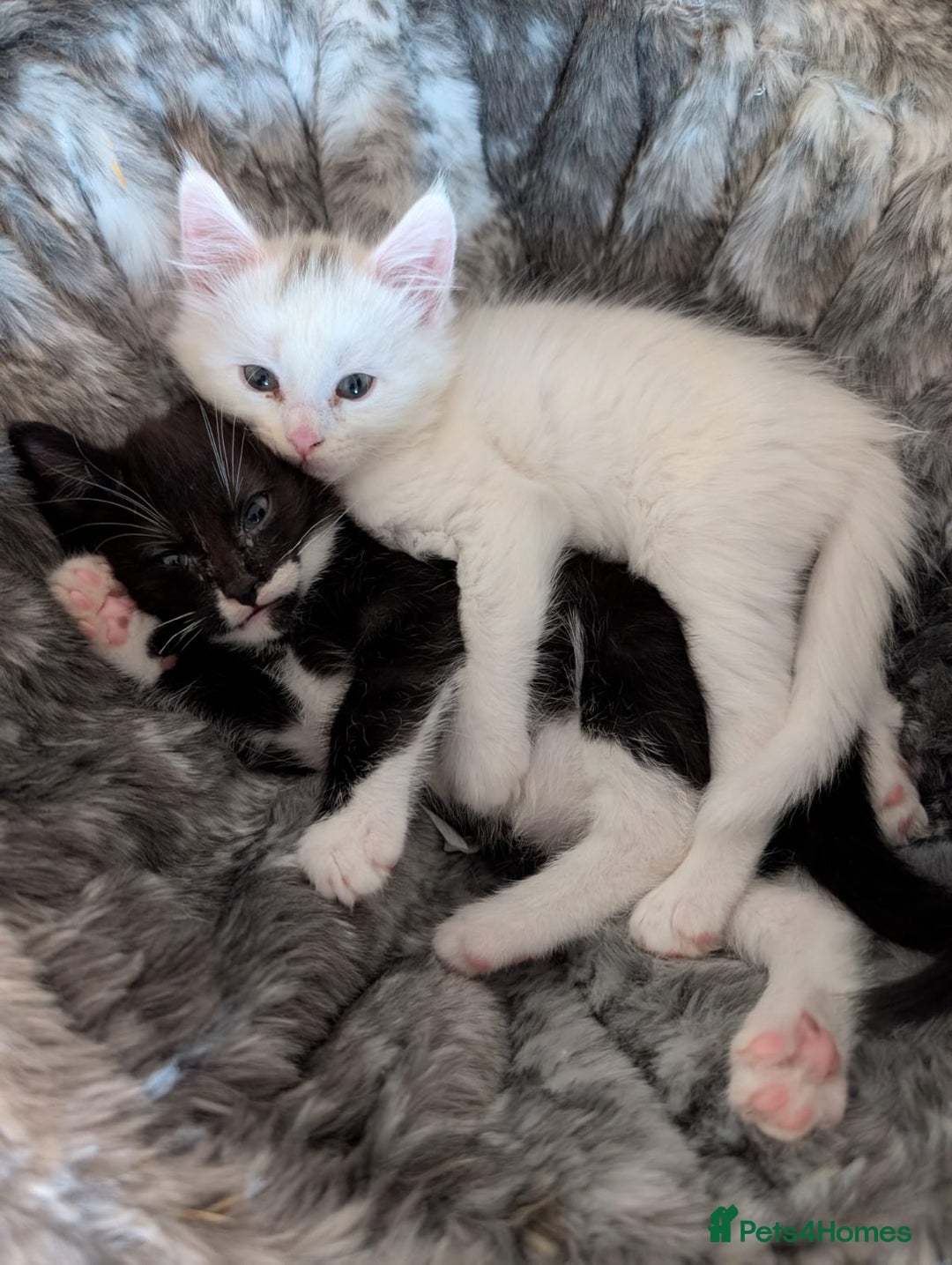 Mixed Breed cats for sale: Maincoon X - Advert 2